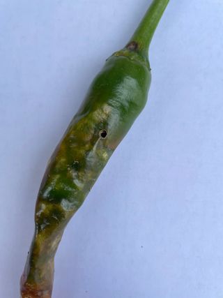 한농농약종묘사님의 고추 · 병해충상담 작성글 사진