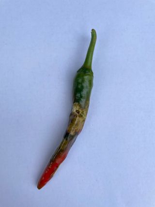 한농농약종묘사님의 고추 · 병해충상담 작성글 사진