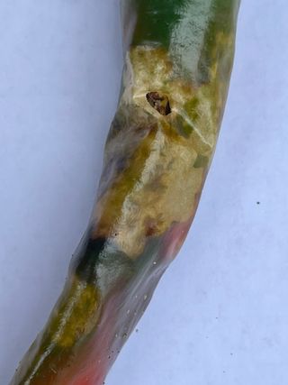 한농농약종묘사님의 고추 · 병해충상담 작성글 사진