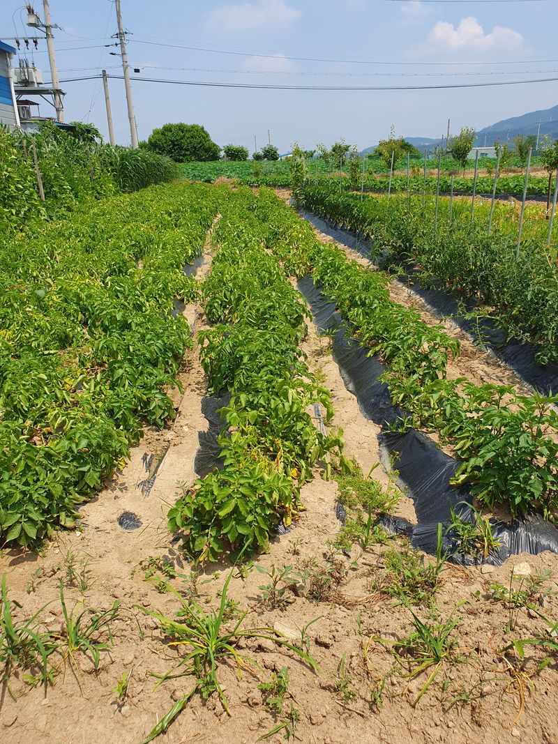 장터 상품 [감자5kg] 썸네일