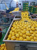 팜모닝 농부님! 어떤 농약 쓰세요?·참여 게시글 이미지