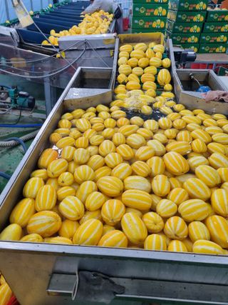 팜모닝회원,이중희 님의 농부님! 어떤 농약 쓰세요? · 참여 작성글 사진