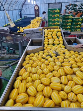 팜모닝회원,이중희 님의 농부님! 어떤 농약 쓰세요? · 참여 작성글 사진