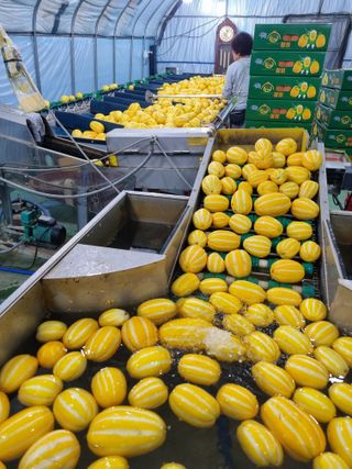 팜모닝회원,이중희 님의 농부님! 어떤 농약 쓰세요? · 참여 작성글 사진