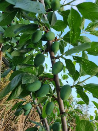 팜모닝회원,이중희 님의 농부님! 어떤 농약 쓰세요? · 참여 작성글 사진