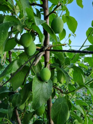팜모닝회원,이중희 님의 농부님! 어떤 농약 쓰세요? · 참여 작성글 사진