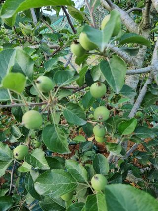 팜모닝회원,이중희 님의 농부님! 어떤 농약 쓰세요? · 참여 작성글 사진