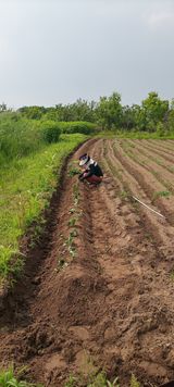 팜모닝 고구마·영농일지 게시글 이미지
