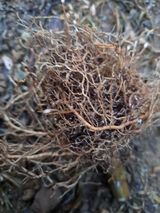 팜모닝 고추·병해충상담 게시글 이미지