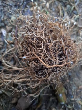 서동윤님의 고추 · 병해충상담 작성글 사진