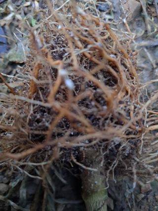 서동윤님의 고추 · 병해충상담 작성글 사진