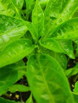 팜모닝 고추·병해충상담 게시글 이미지