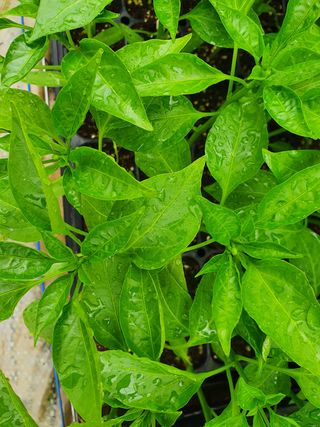 멋진여성농님의 고추 · 병해충상담 작성글 사진