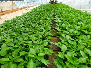 멋진여성농님의 고추 · 병해충상담 작성글 사진