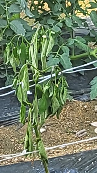 짱순이연속8월출석왕님의 팜모닝 병해충 연구회 · 자유게시판 작성글 사진