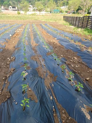 김명중님의 농부님! 어떤 농약 쓰세요? · 참여 작성글 사진