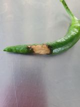 팜모닝 고추·병해충상담 게시글 이미지