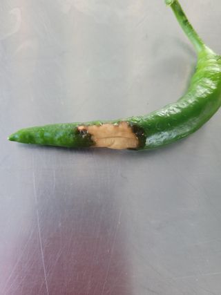 문정남님의 고추 · 병해충상담 작성글 사진