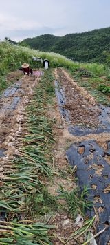 팜모닝 배추·영농일지 게시글 이미지