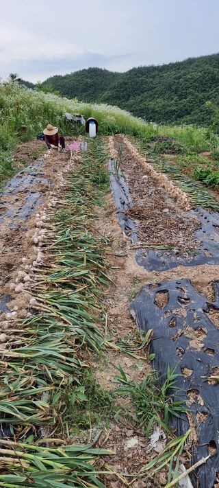 정광님의 배추 · 영농일지 작성글 사진