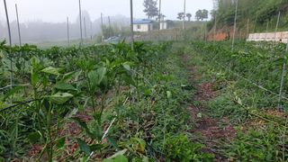 이봉수님의 고추 · 일상 작성글 사진