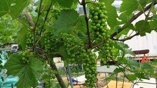 이봉수님의 고추 · 일상 작성글 사진