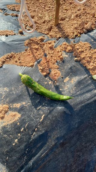 골담~♡님의 고추 · 병해충상담 작성글 사진