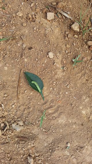 골담~♡님의 고추 · 병해충상담 작성글 사진