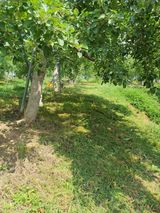 팜모닝 사과·일상 게시글 이미지