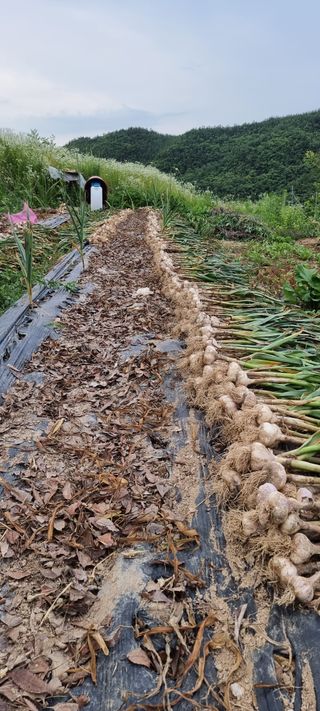 정광님의 마늘 · 수확 작성글 사진