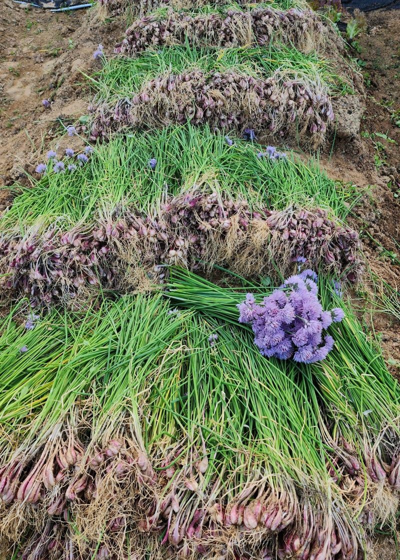 장터 상품 [판매종료)달래파 판매합니다 ] 썸네일