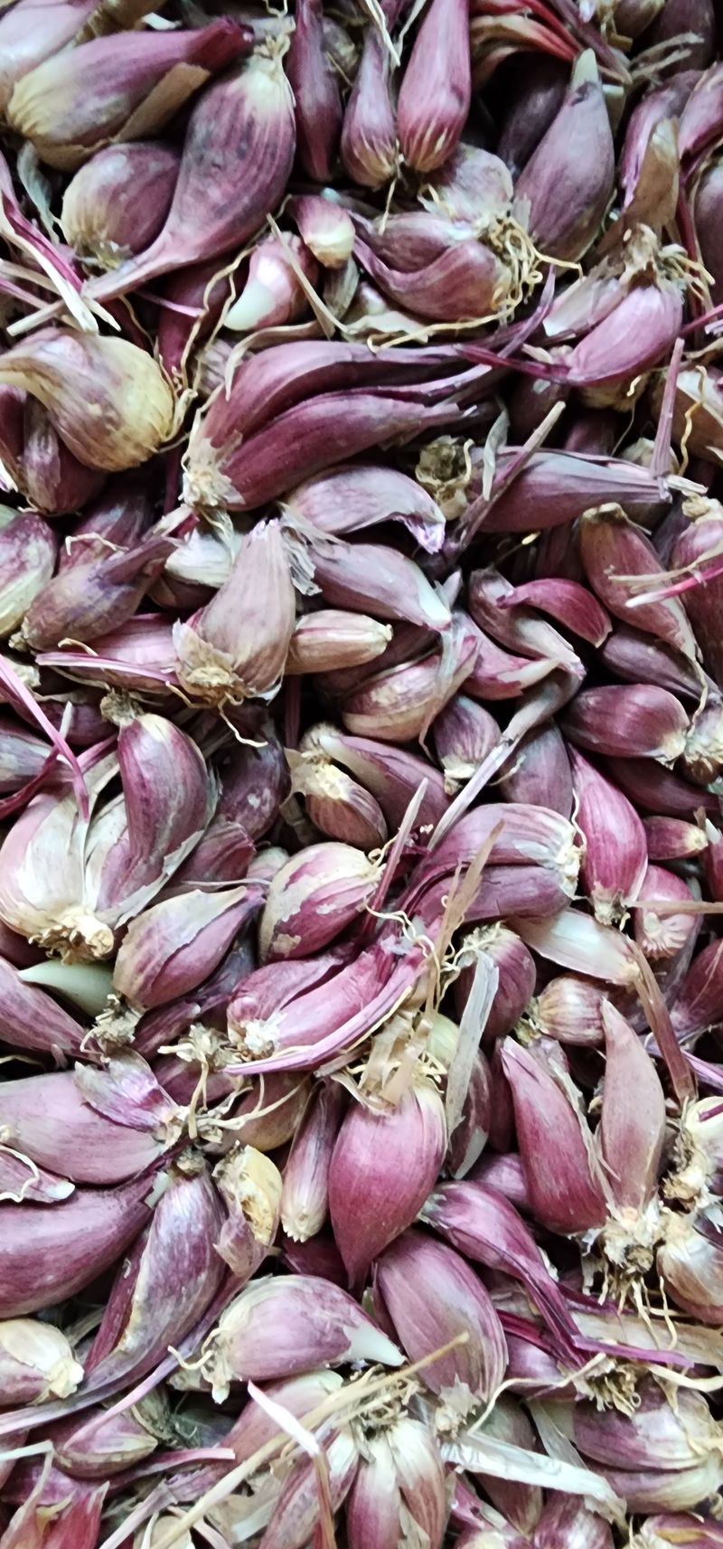 최민자 님의 장터 판매 상품 [판매종료)달래파 판매합니다 ] 첨부 사진