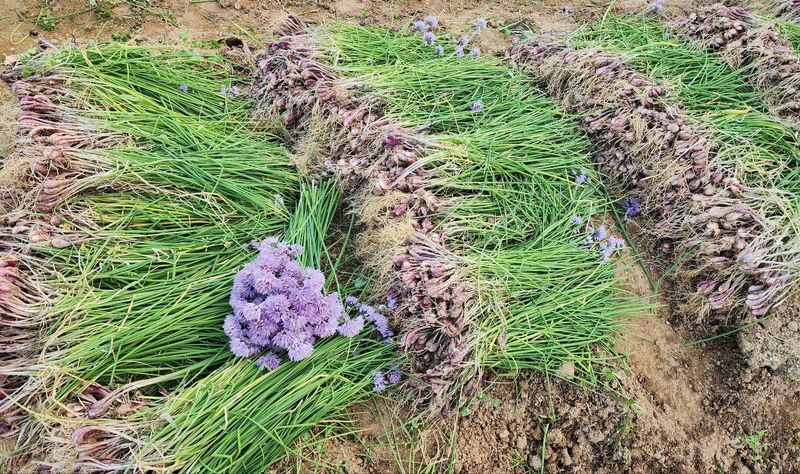 최민자 님의 장터 판매 상품 [판매종료)달래파 판매합니다 ] 첨부 사진