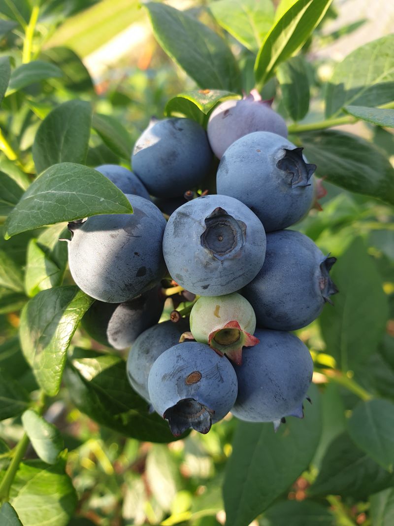 장터 상품 [블루베리1키로] 썸네일