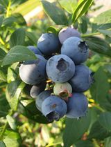 팜모닝 · 게시글 이미지