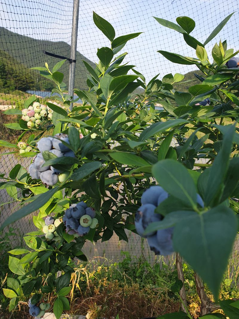 자연인이좋아요님의 장터 판매 상품 [블루베리1키로] 첨부 사진