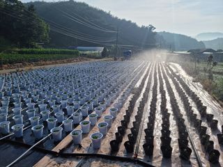 감자10685님의 기타작물 · 영농일지 작성글 사진