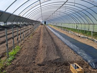 감자10685님의 기타작물 · 영농일지 작성글 사진