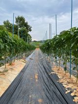 팜모닝 농부님! 어떤 농약 쓰세요?·참여 게시글 이미지