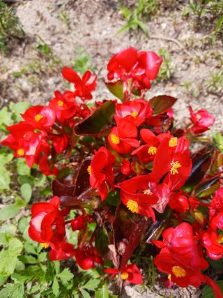 혁이네농원님의 농부님! 어떤 농약 쓰세요? · 참여 작성글 사진