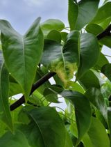 팜모닝 배·병해충상담 게시글 이미지