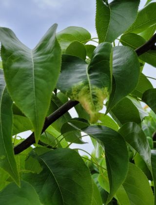 유창근님의 배 · 병해충상담 작성글 사진