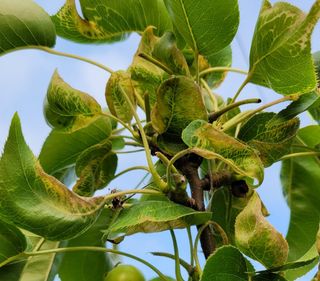 유창근님의 배 · 병해충상담 작성글 사진