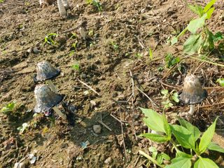지킴이(ej)님의 우리동네·동네질문 작성글 사진