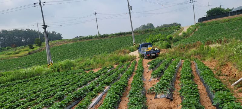 이동훈님의 장터 판매 상품 [고구마종자용 종순 판매] 첨부 사진