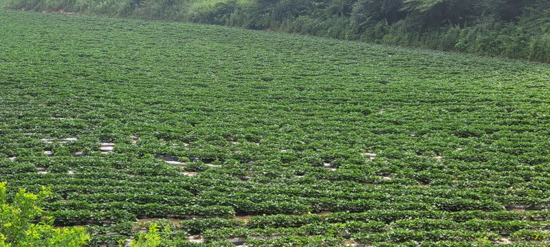 이동훈님의 장터 판매 상품 [고구마종자용 종순 판매] 첨부 사진