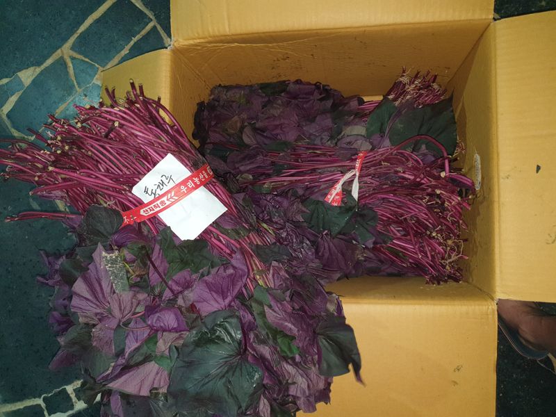 이동훈님의 장터 판매 상품 [고구마종자용 종순 판매] 첨부 사진