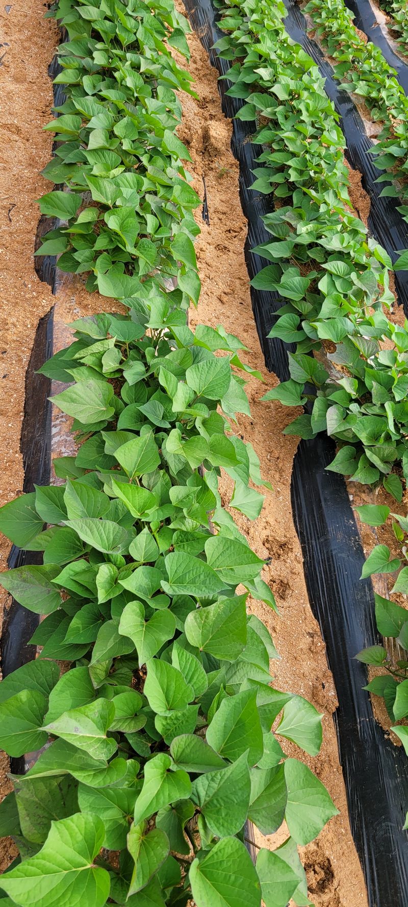 이동훈님의 장터 판매 상품 [고구마종자용 종순 판매] 첨부 사진