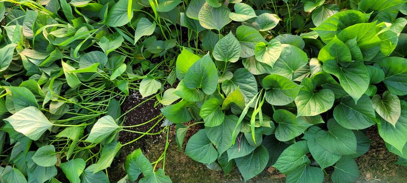 이동훈님의 장터 판매 상품 [고구마종자용 종순 판매] 첨부 사진