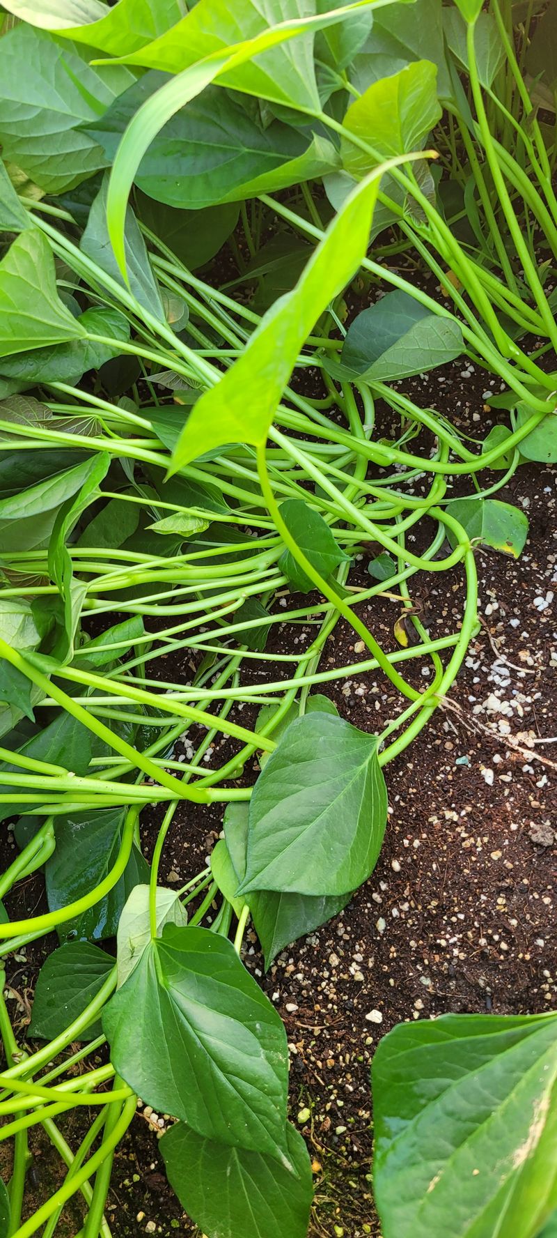 이동훈님의 장터 판매 상품 [고구마종자용 종순 판매] 첨부 사진